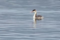 Podiceps cristatus