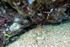 Stenorhynchus debilis