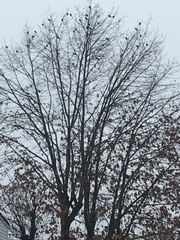 Platanus × hispanica