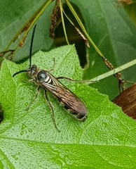 Campsomeriella