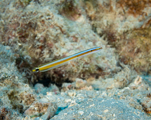 Sierlijke wormvis (Gunnellichthys curiosus) — Microdesmidae — 2