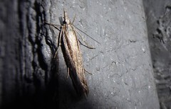 Orocrambus vittellus