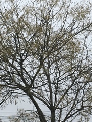 Styphnolobium japonicum