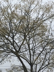 Styphnolobium japonicum