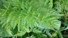 Anthriscus sylvestris
