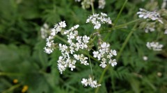 Anthriscus sylvestris