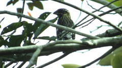 Pheucticus ludovicianus