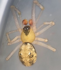 Theridion australe
