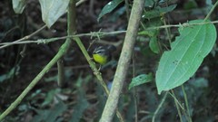 Basileuterus culicivorus