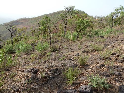 Annona senegalensis image