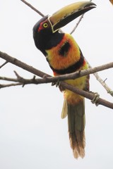 Pteroglossus torquatus
