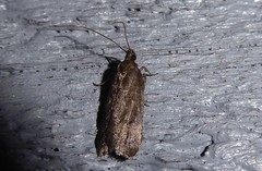 Phaeosaces apocrypta