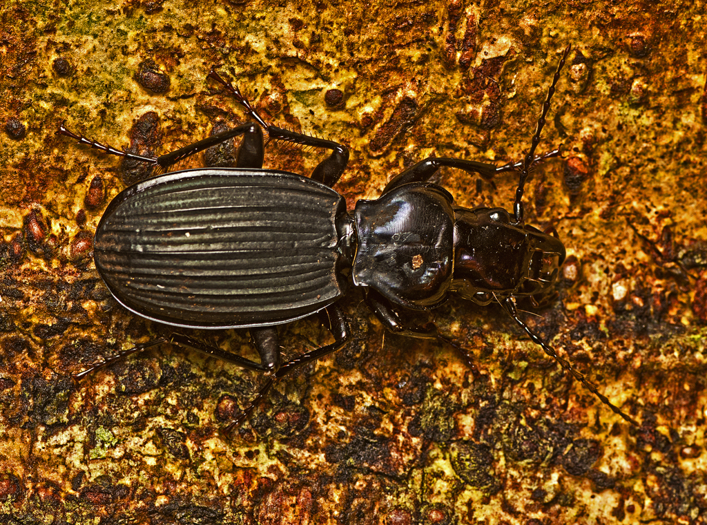 Castelnaudia wilsoni