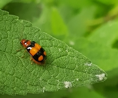 Diacantha collaris