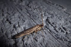 Phaeosaces apocrypta