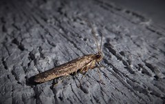 Phaeosaces apocrypta