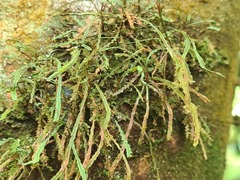 Cochlidium serrulatum