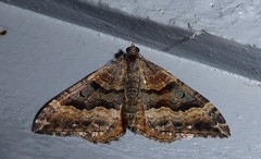 Hydriomena deltoidata