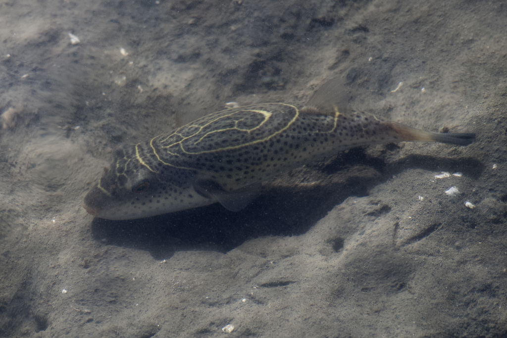 Rosenblatt's puffer (Sphoeroides rosenblatti) — Tetraodontidae