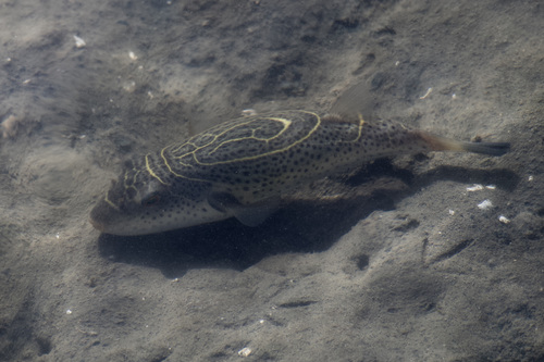 Rosenblatt's puffer (Sphoeroides rosenblatti) — Tetraodontidae