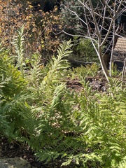 Pelazoneuron puberulum sonorense