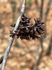 Eriophyes betulae