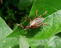 Cholus parallelogrammus