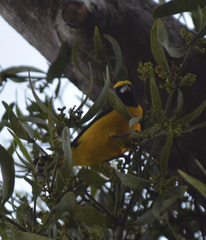 Euphonia trinitatis