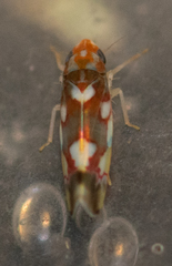 Erythroneura elegans