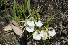 Brassavola nodosa