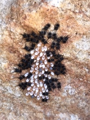 Proctarrelabis capensis