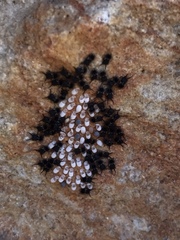 Proctarrelabis capensis