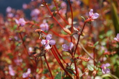 Schwackaea cupheoides