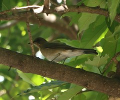 Turdus amaurochalinus