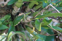 Caularthron bilamellatum