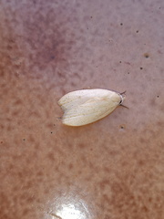 Durrantia piperatella