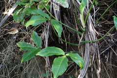Philodendron tripartitum