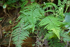 Pityrogramma dealbata