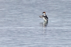 Mergellus albellus