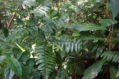 Cyathea petiolata