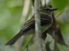 Cnemotriccus fuscatus