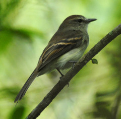 Cnemotriccus fuscatus