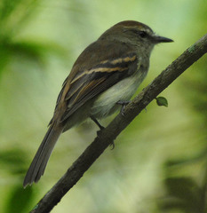 Cnemotriccus fuscatus