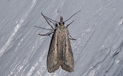 Eudonia leptalaea
