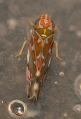 Erythroneura rubra