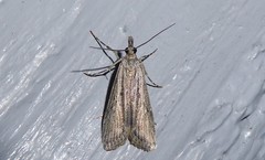 Eudonia leptalaea