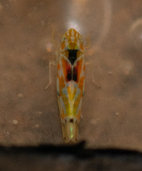 Erythroneura octonotata