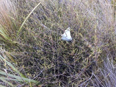 Coprosma elatirioides