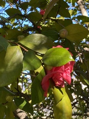 Camellia