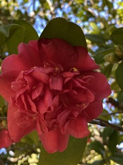 Camellia
